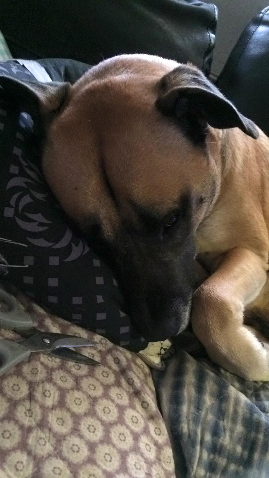 Blanding af racer Manse billede 30