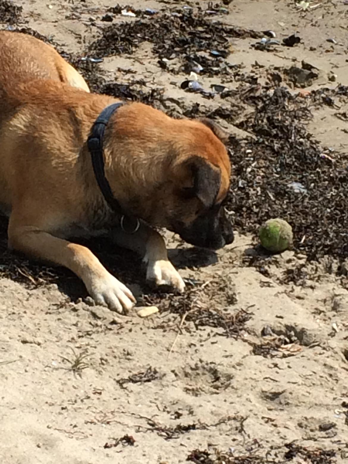 Blanding af racer Manse billede 26