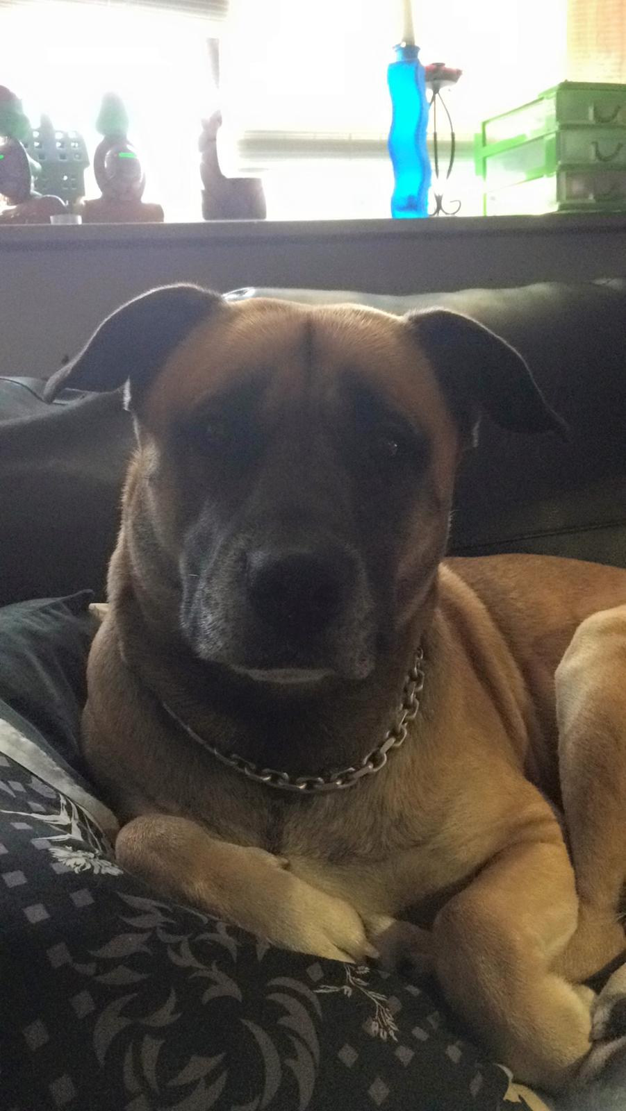 Blanding af racer Manse billede 31