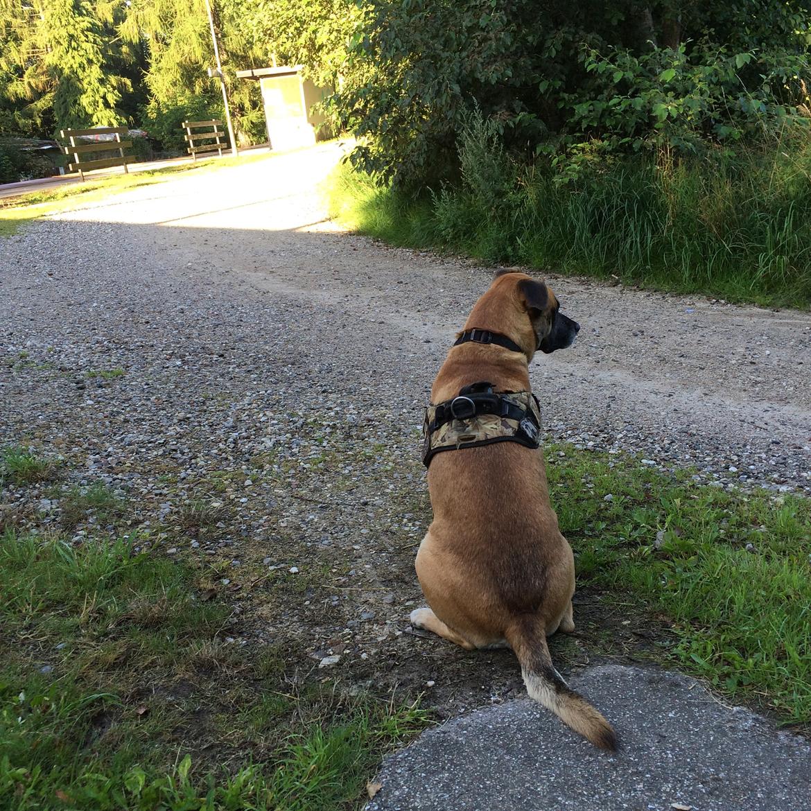 Blanding af racer Manse billede 34