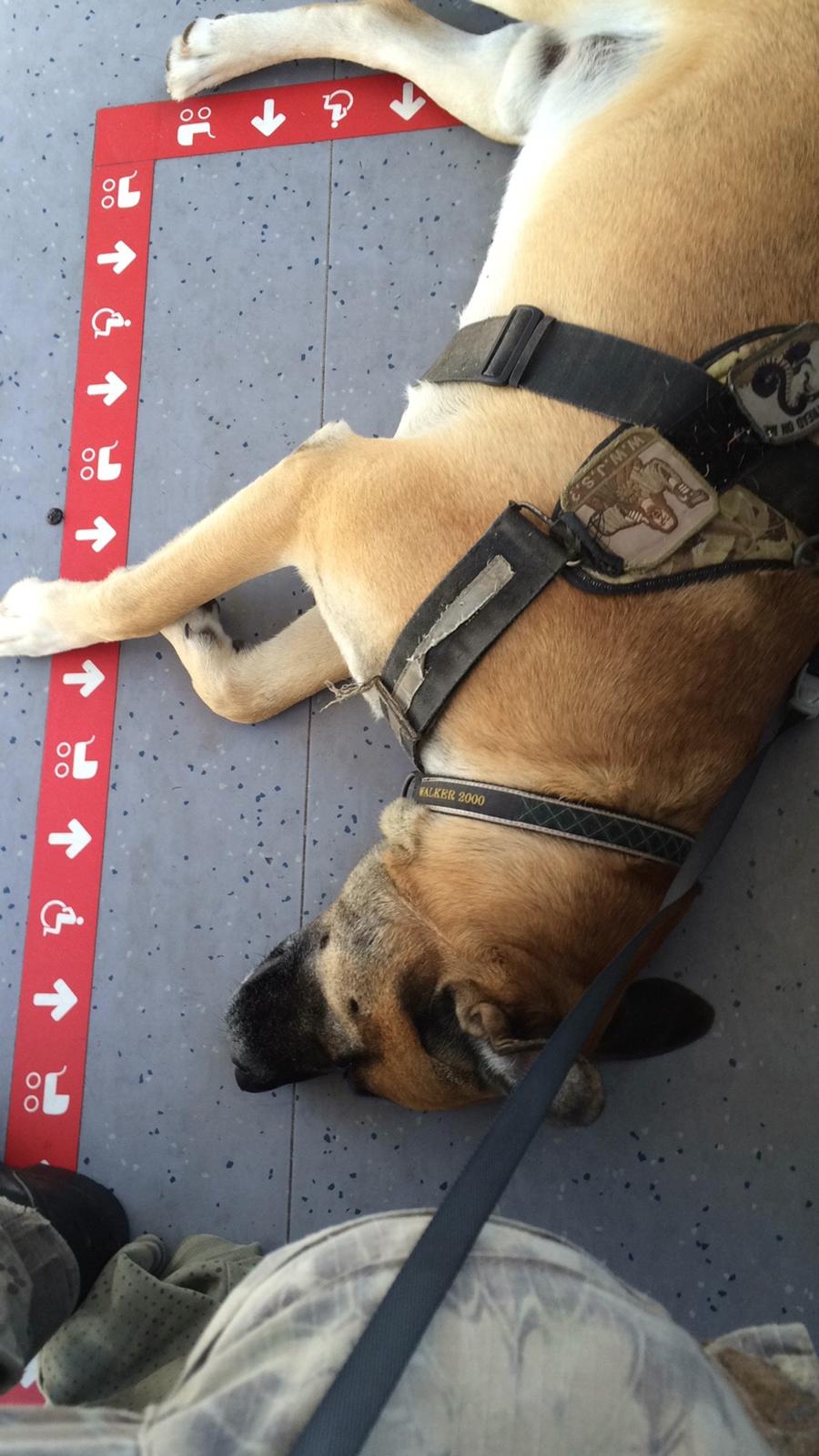 Blanding af racer Manse billede 35