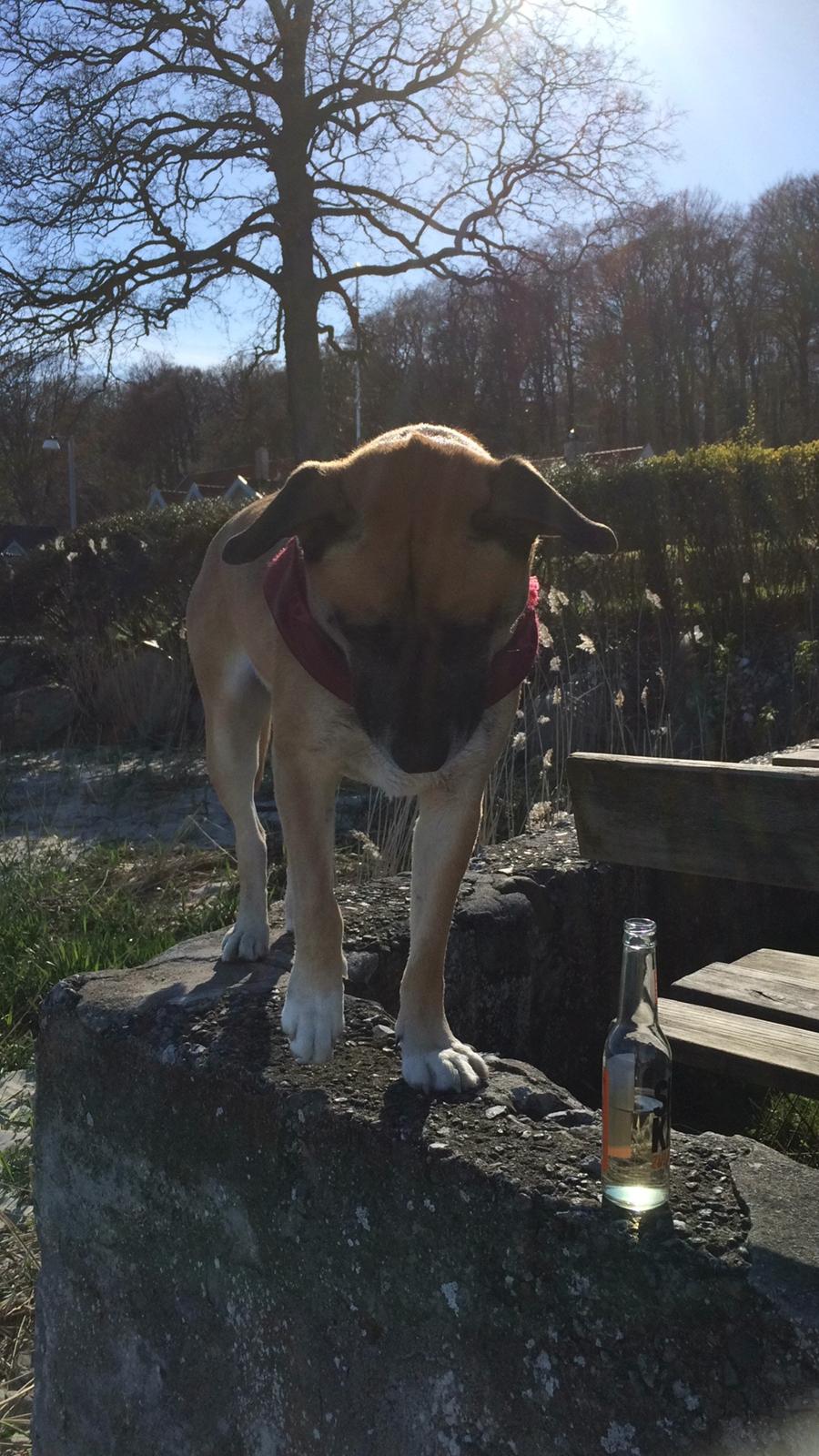 Blanding af racer Manse billede 36