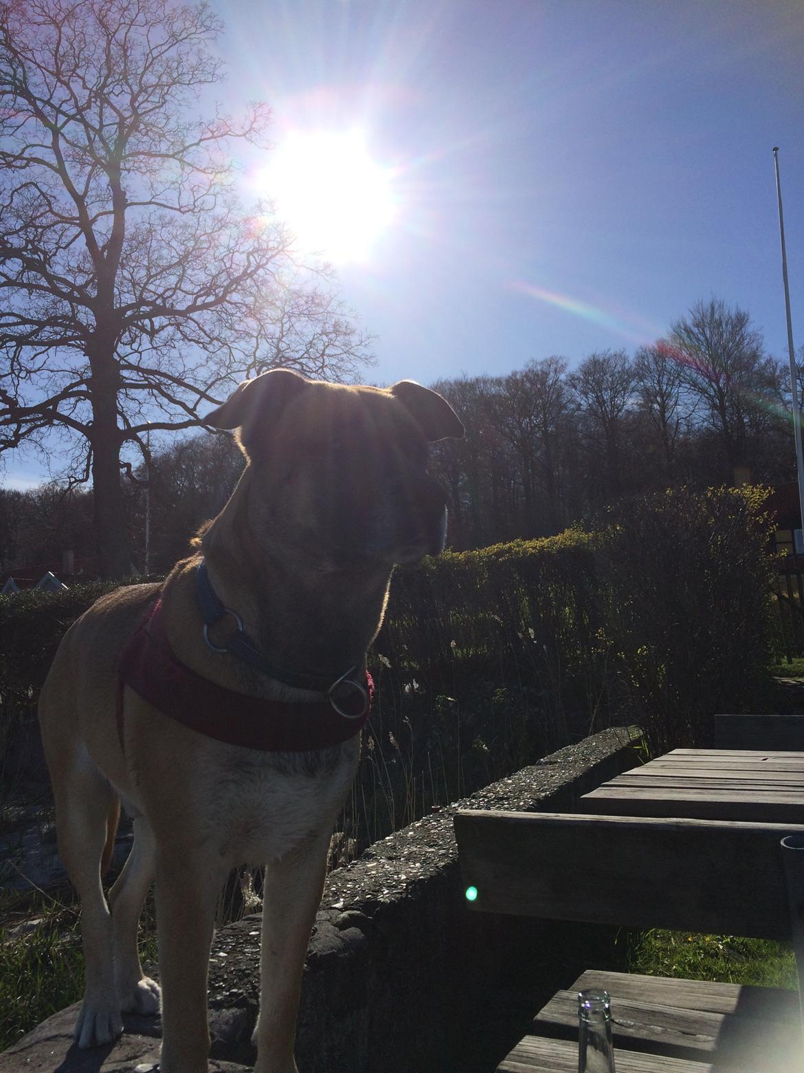 Blanding af racer Manse billede 37