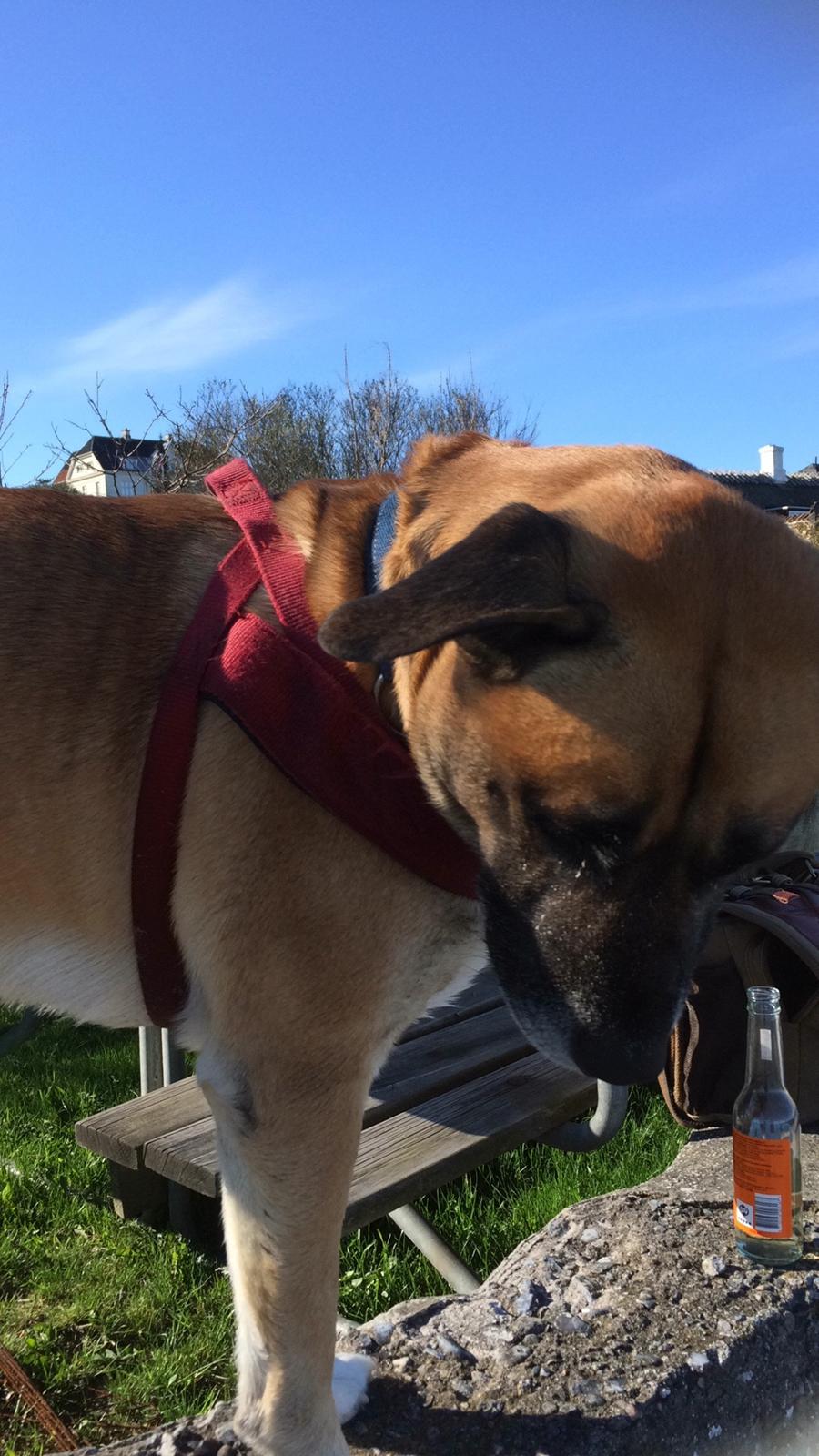 Blanding af racer Manse billede 38