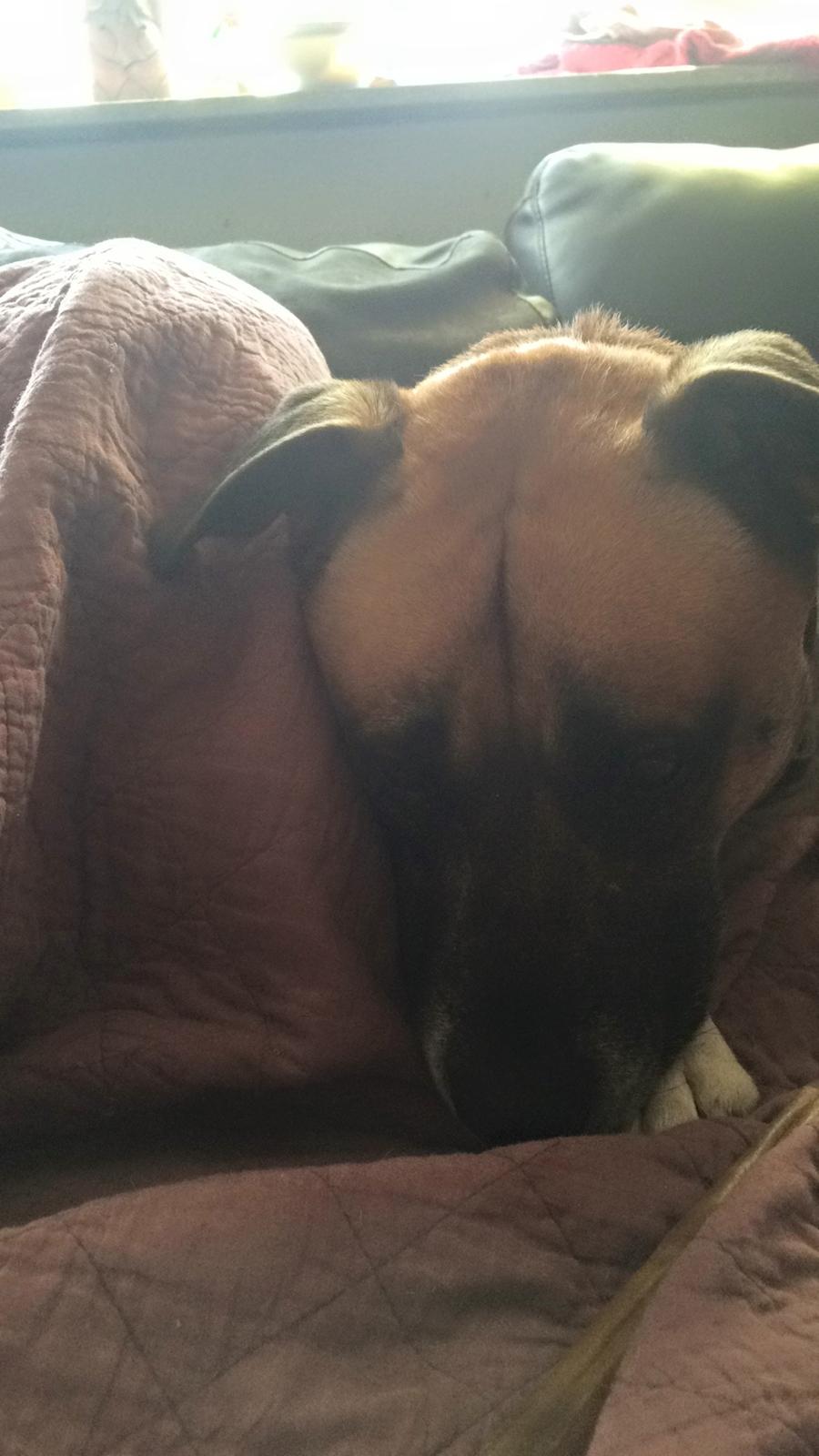 Blanding af racer Manse billede 33