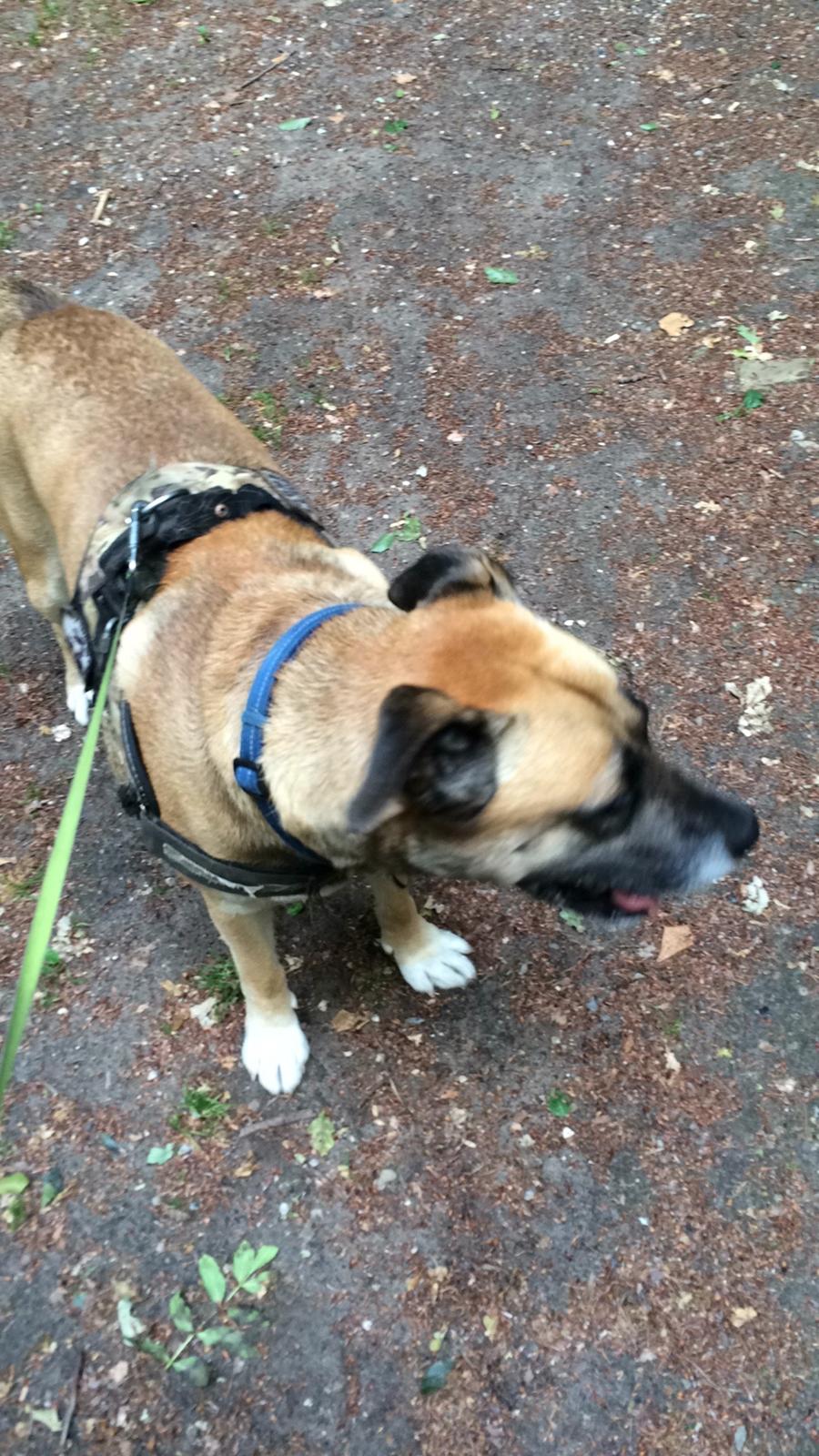 Blanding af racer Manse billede 40