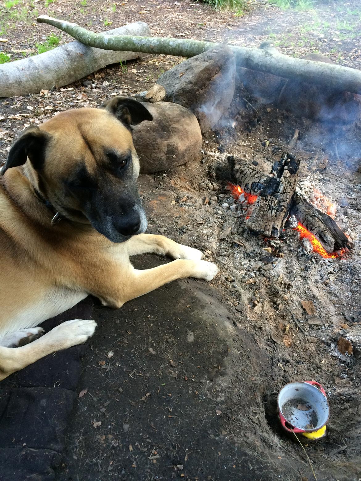 Blanding af racer Manse billede 41