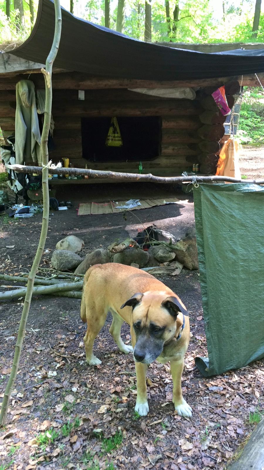 Blanding af racer Manse billede 42