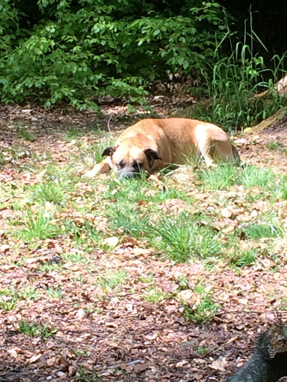 Blanding af racer Manse billede 43