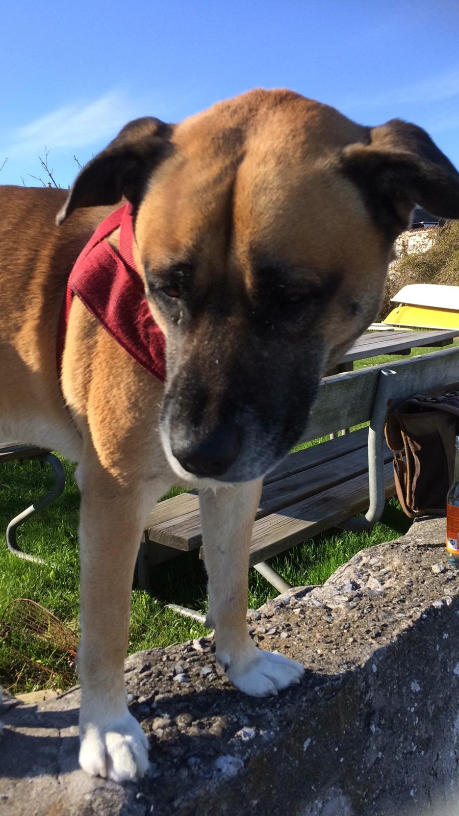 Blanding af racer Manse billede 39