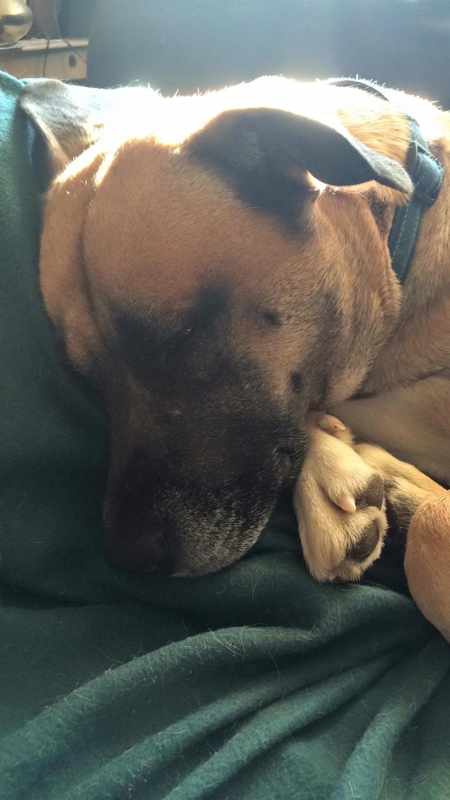 Blanding af racer Manse billede 45