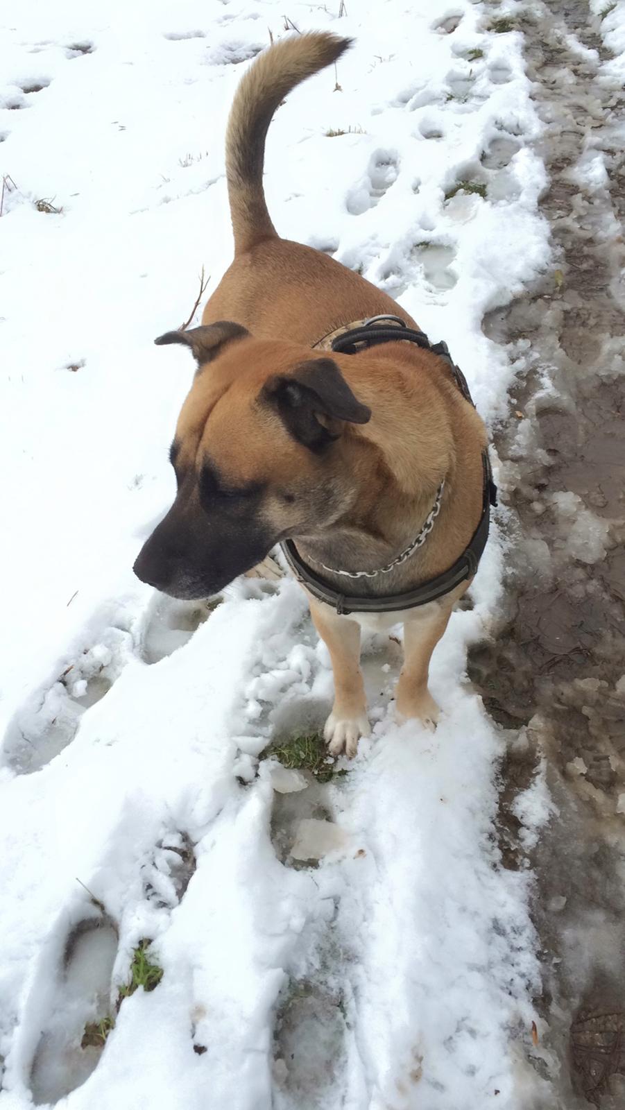 Blanding af racer Manse billede 46