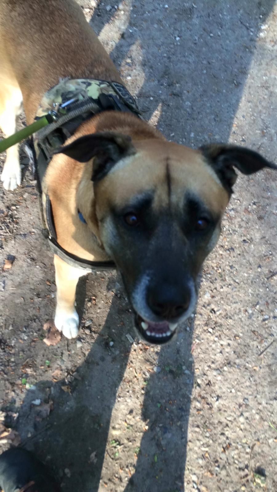 Blanding af racer Manse billede 47