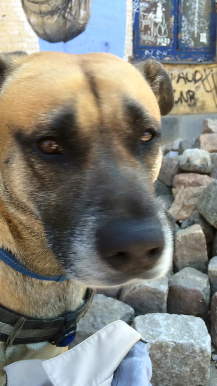 Blanding af racer Manse billede 48