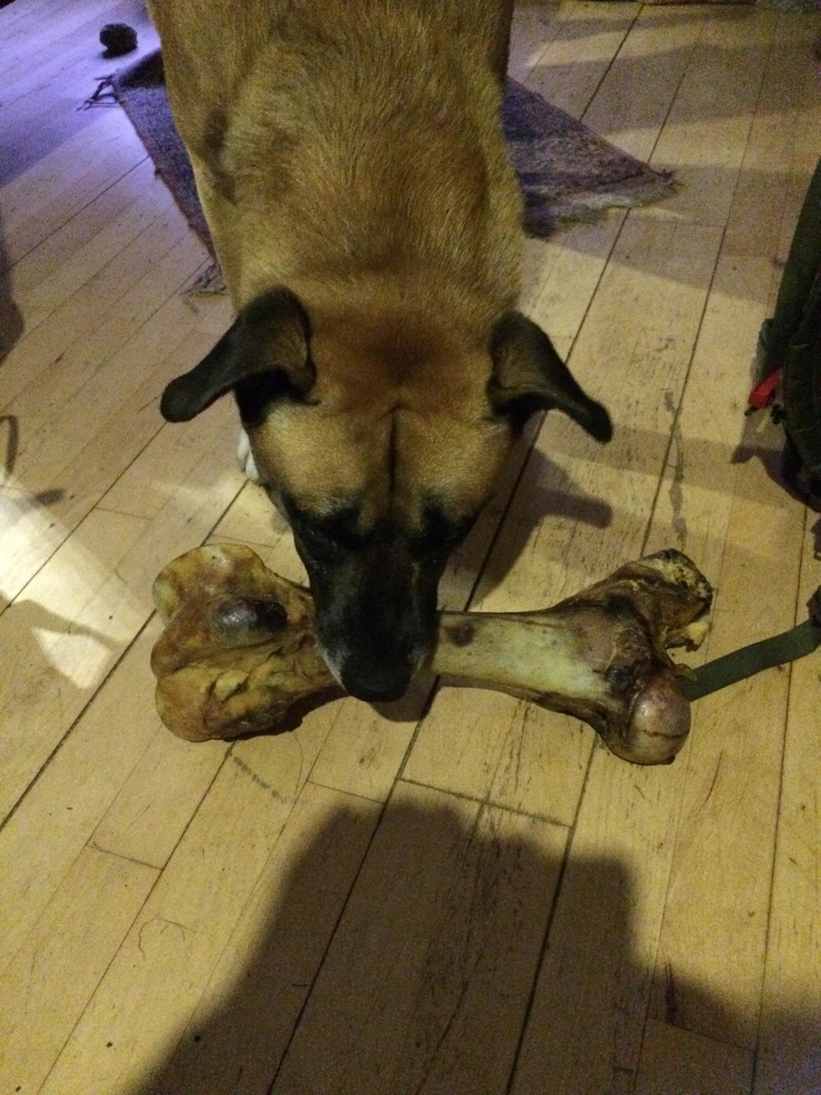 Blanding af racer Manse billede 49