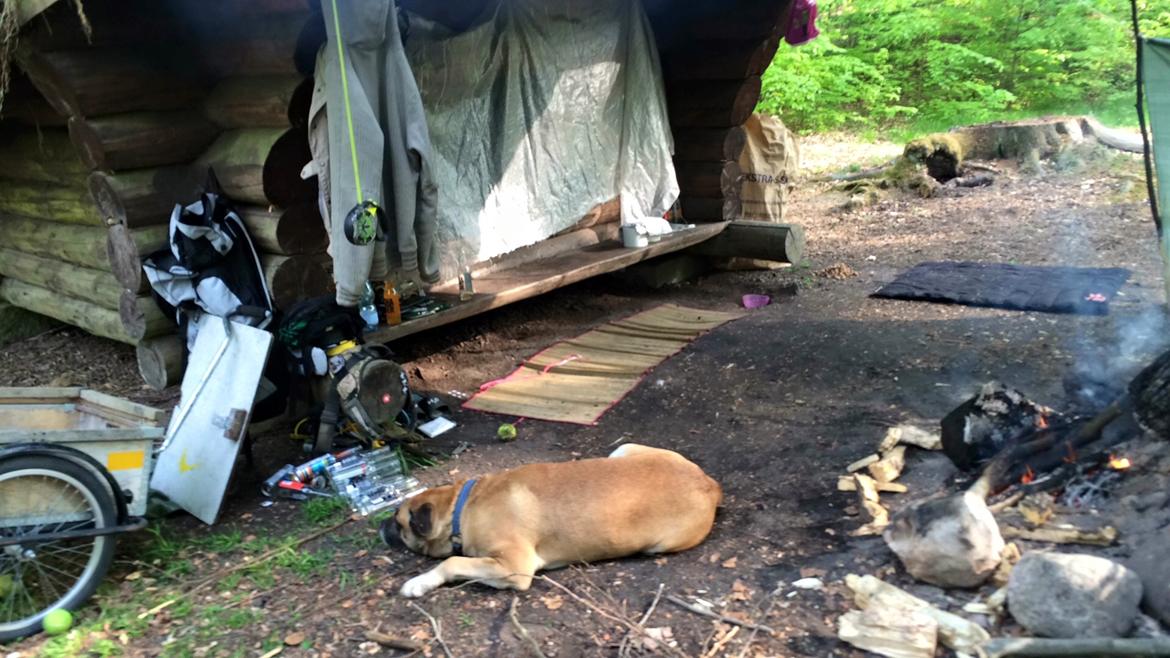 Blanding af racer Manse billede 44