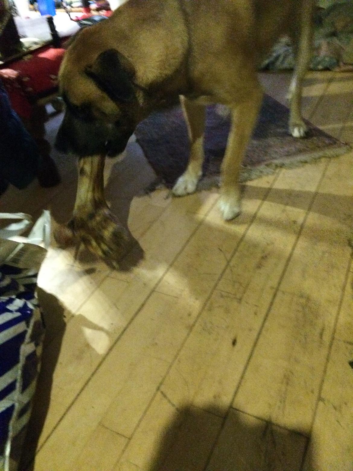 Blanding af racer Manse billede 50