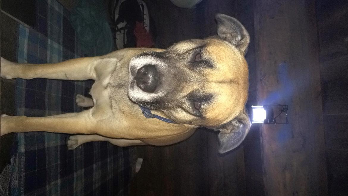 Blanding af racer Manse billede 32