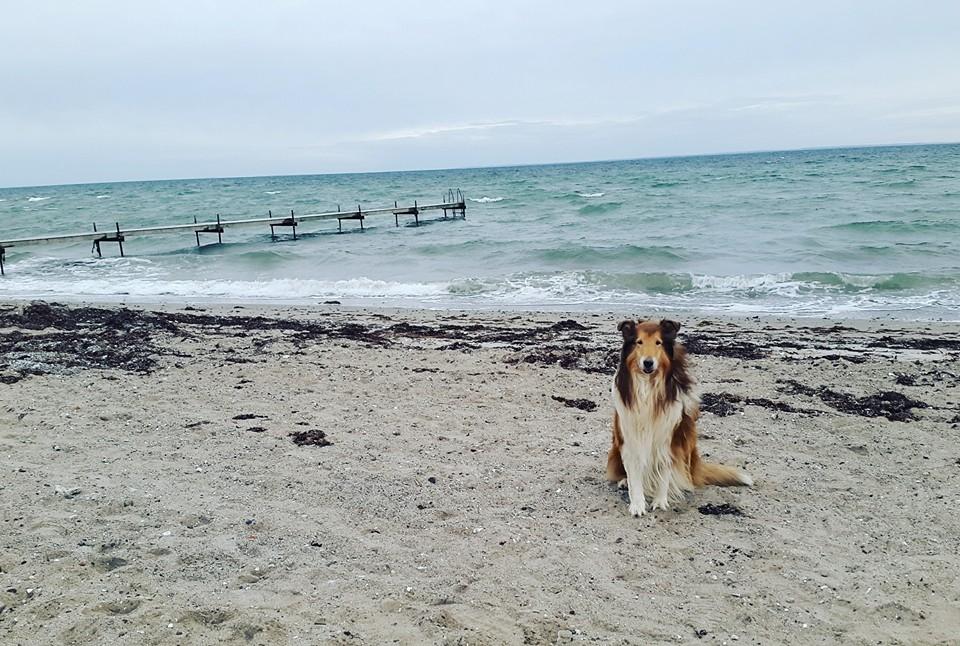 Collie langhåret Lassies American Fellow (Himmelhund) - Sælvig Bugt, Samsø  billede 25