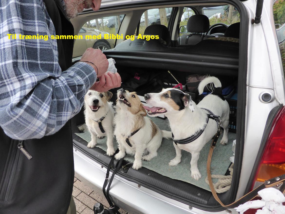Jack russell terrier Eddie (højt elsket og savnet ) billede 2
