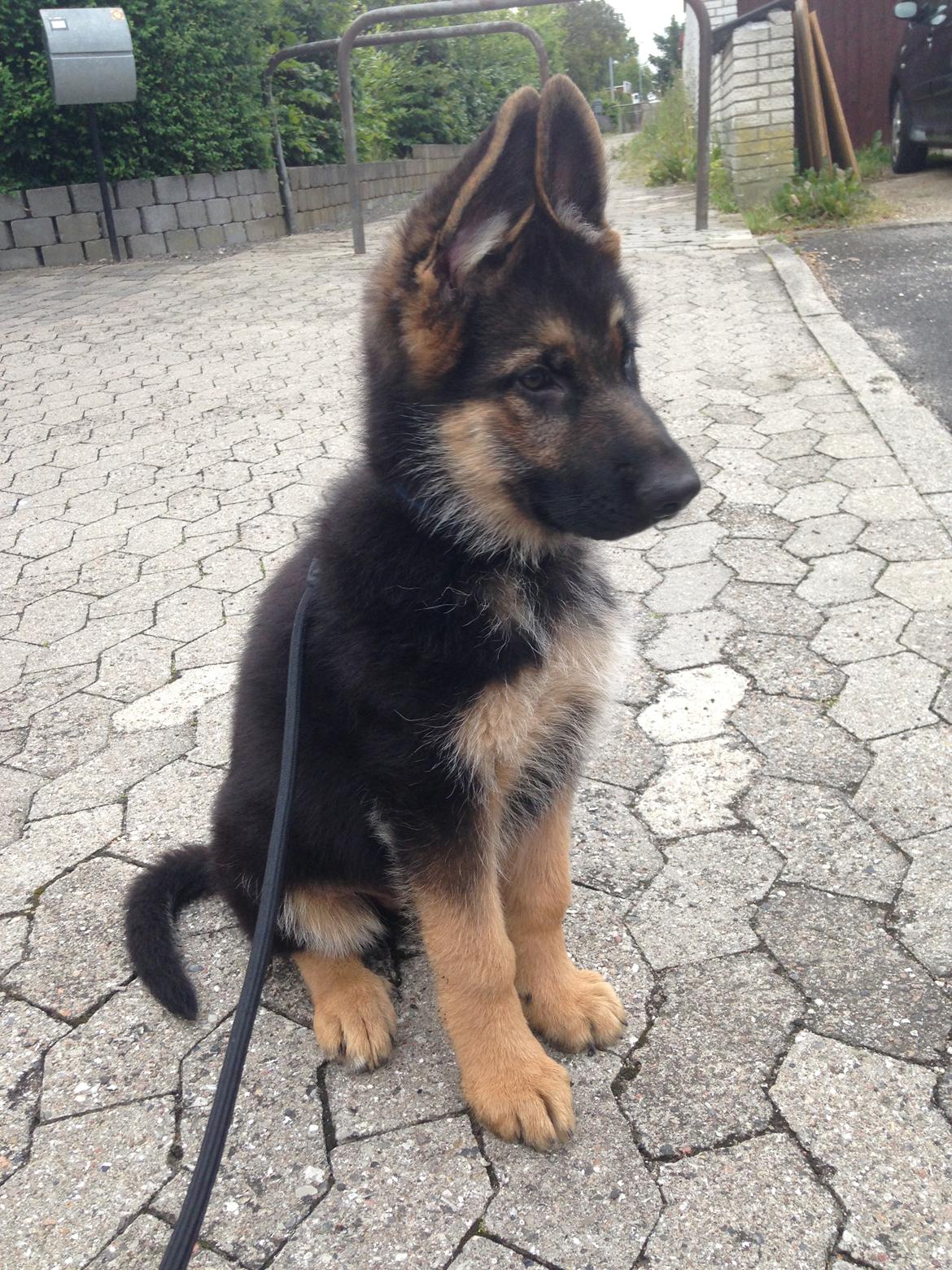 Schæferhund Enzo - 11 uger gammel :-) billede 20