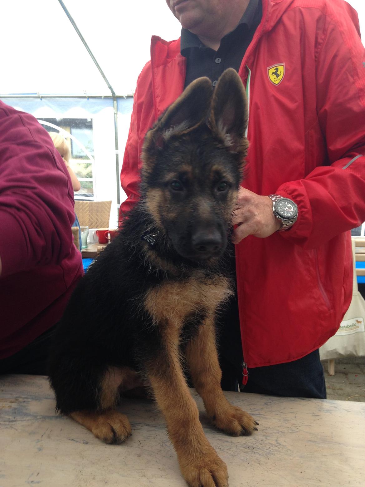 Schæferhund Enzo - Til 12 ugers vaccination :-) billede 21