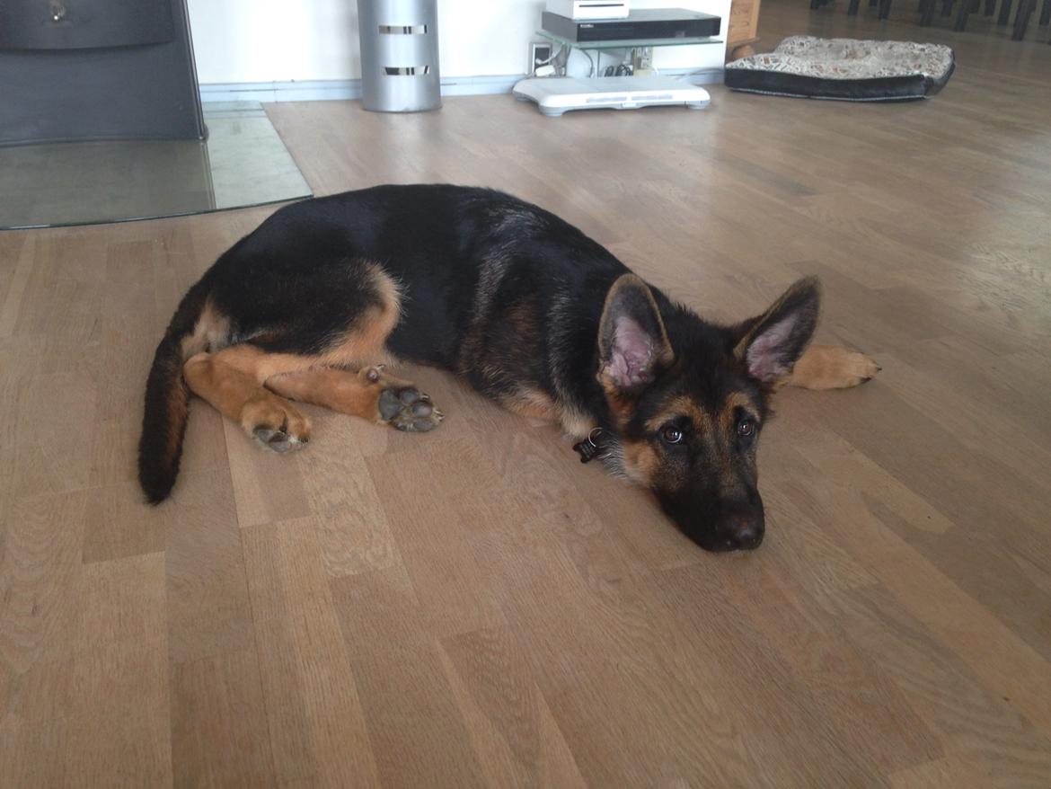 Schæferhund Enzo - 16 uger gammel :-) billede 25