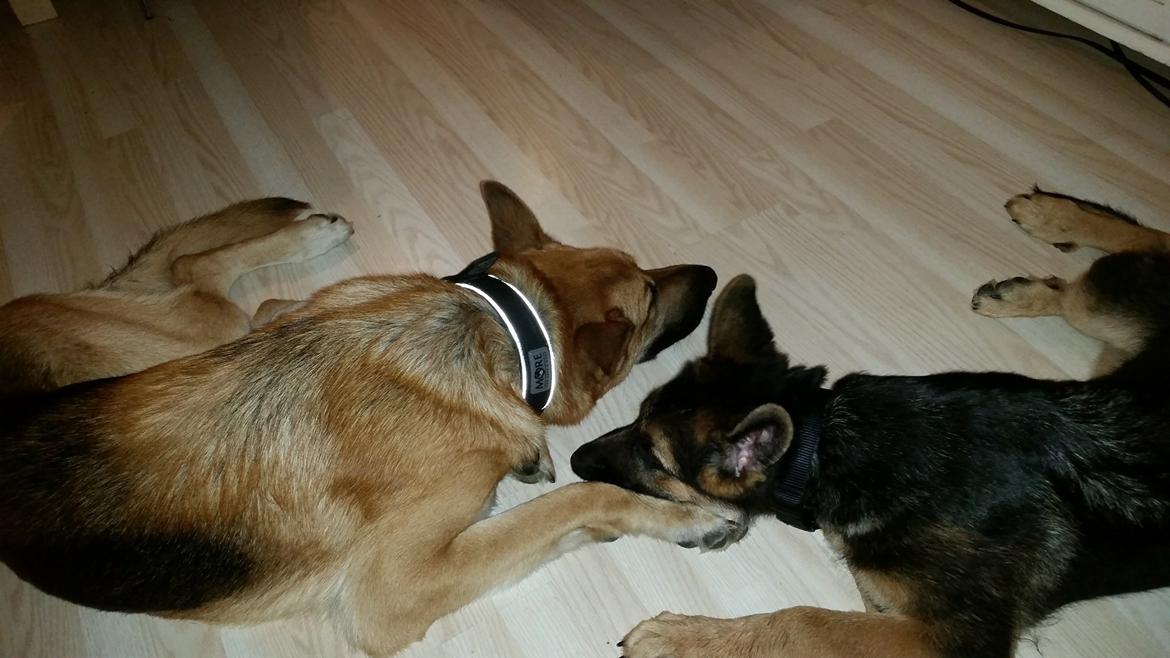 Schæferhund Enzo - Enzo på 16 uger og hans storebror på 2 år :-) billede 33