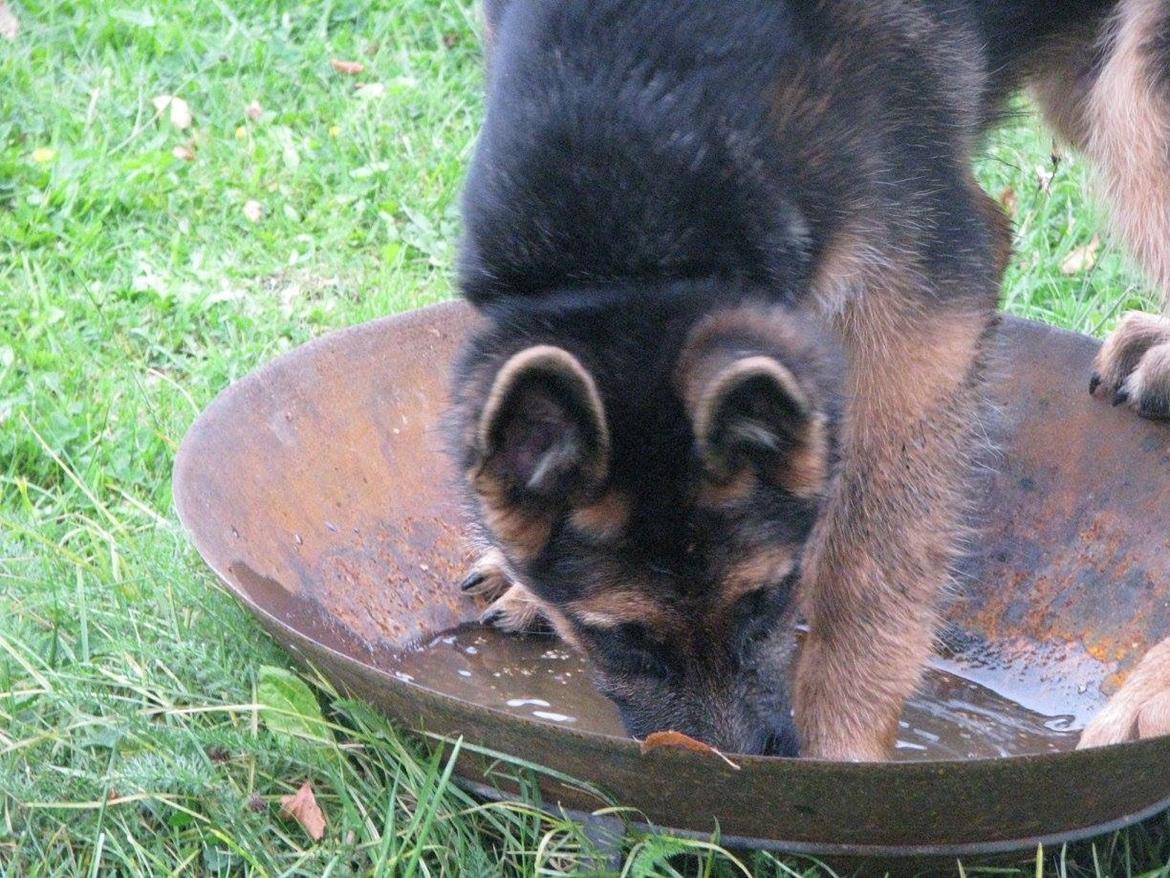 Schæferhund Enzo - 16 uger gammel :-) billede 28