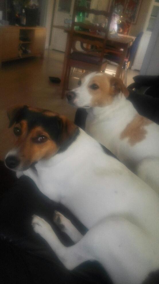 Dansk svensk gaardhund Coco billede 15