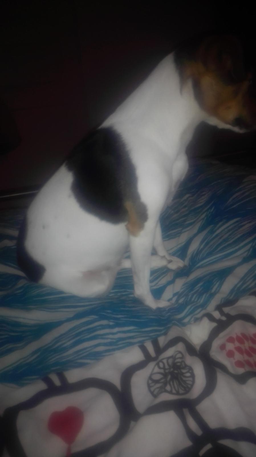 Dansk svensk gaardhund Coco billede 17