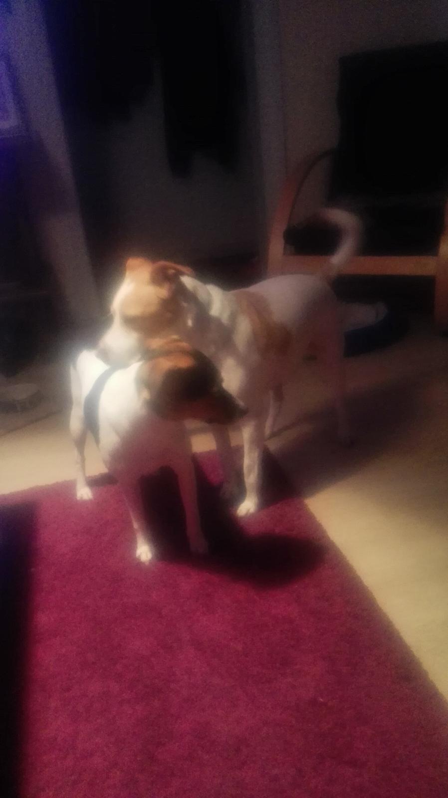 Dansk svensk gaardhund Coco billede 16