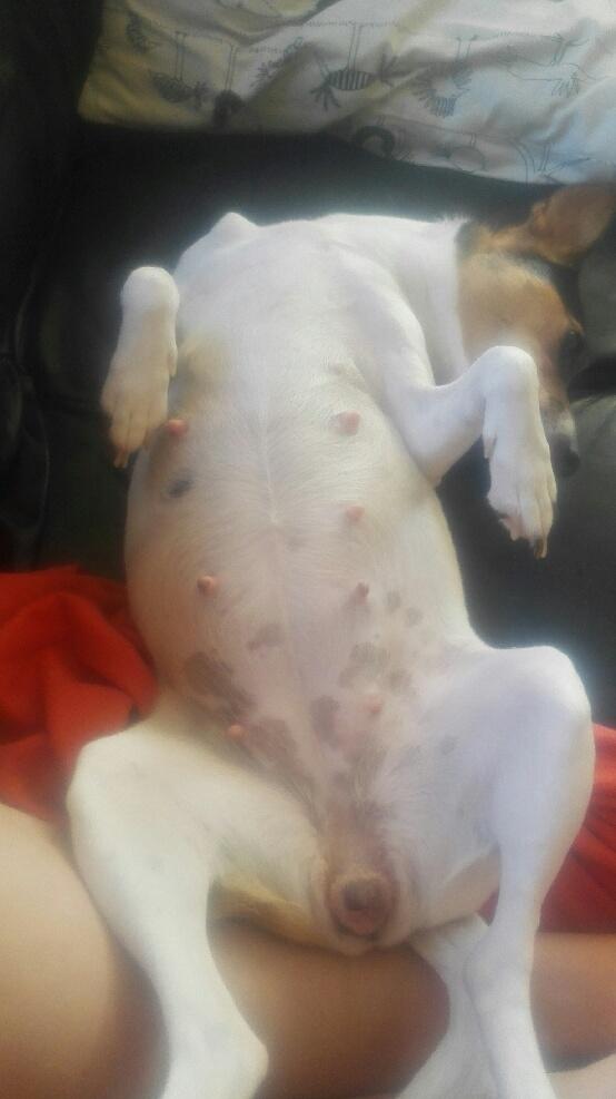 Dansk svensk gaardhund Coco billede 19