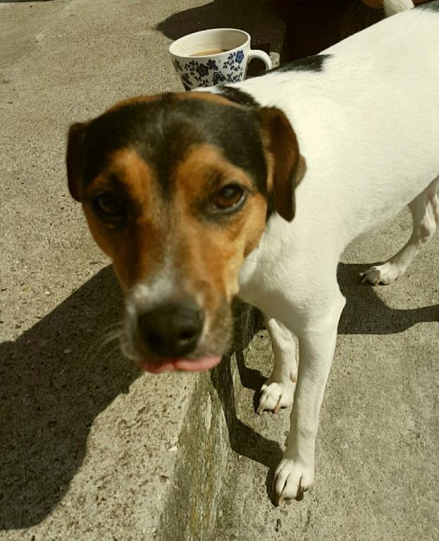 Dansk svensk gaardhund Coco billede 20