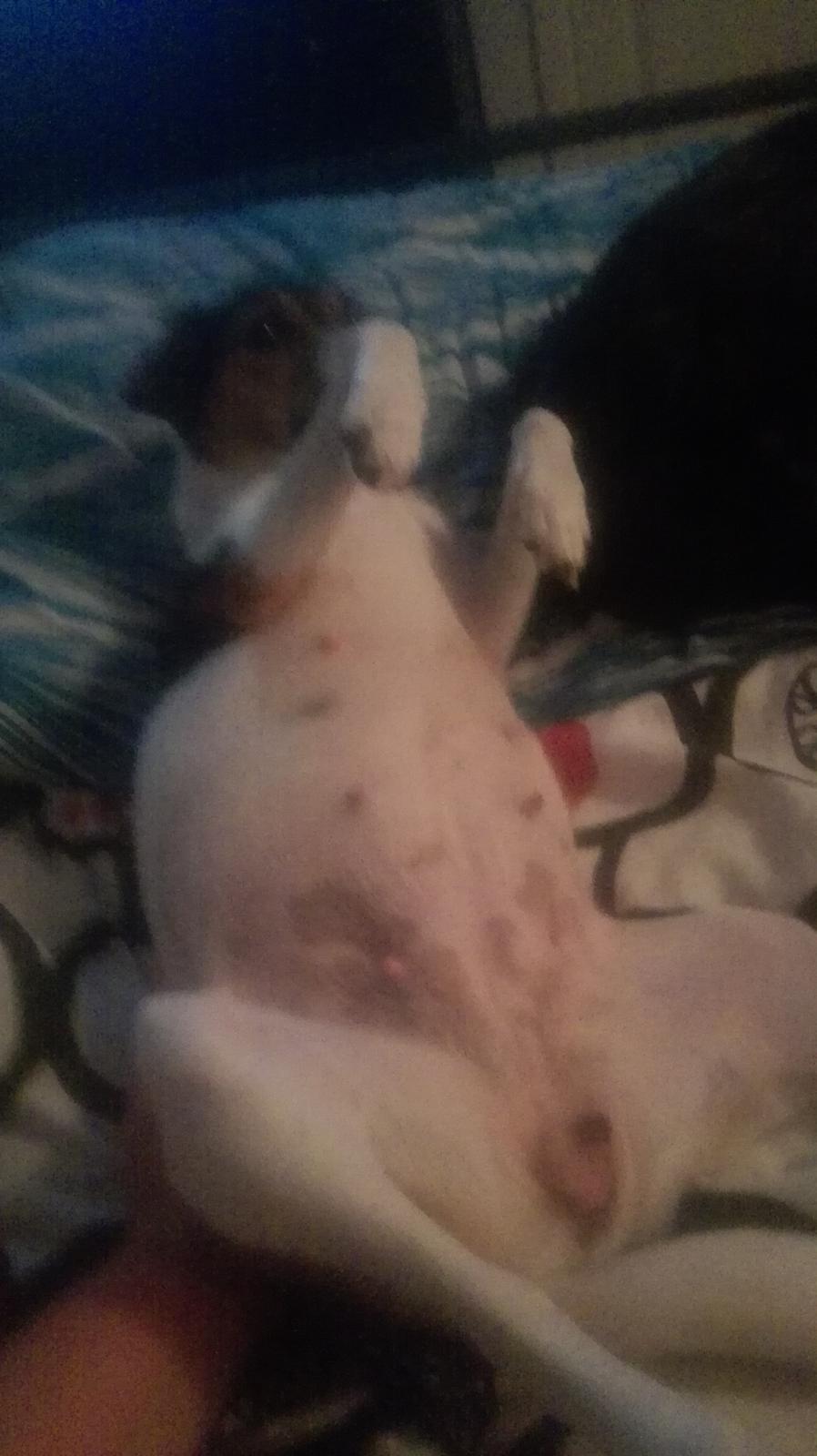 Dansk svensk gaardhund Coco billede 18