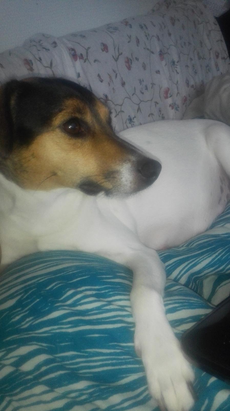 Dansk svensk gaardhund Coco billede 21