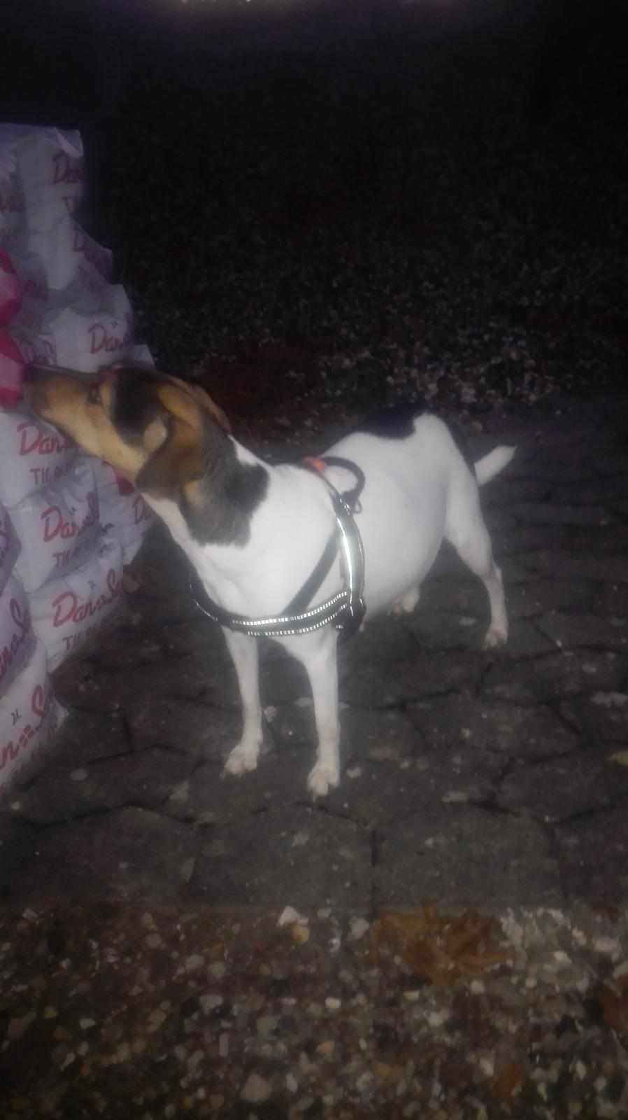 Dansk svensk gaardhund Coco billede 22