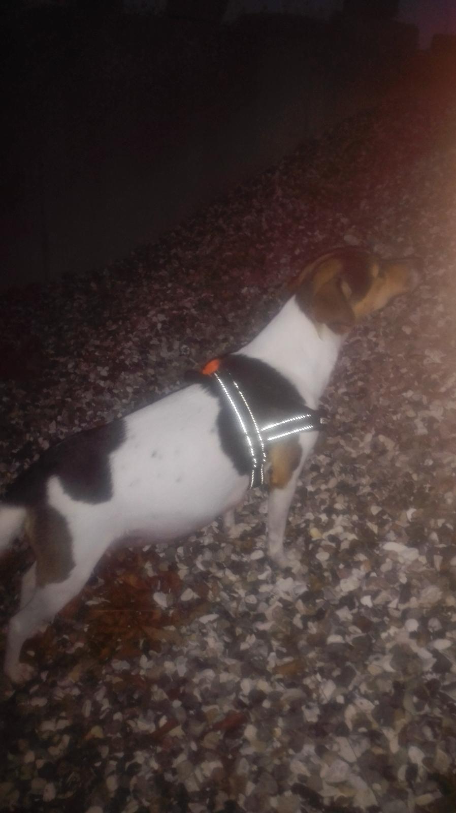 Dansk svensk gaardhund Coco billede 23