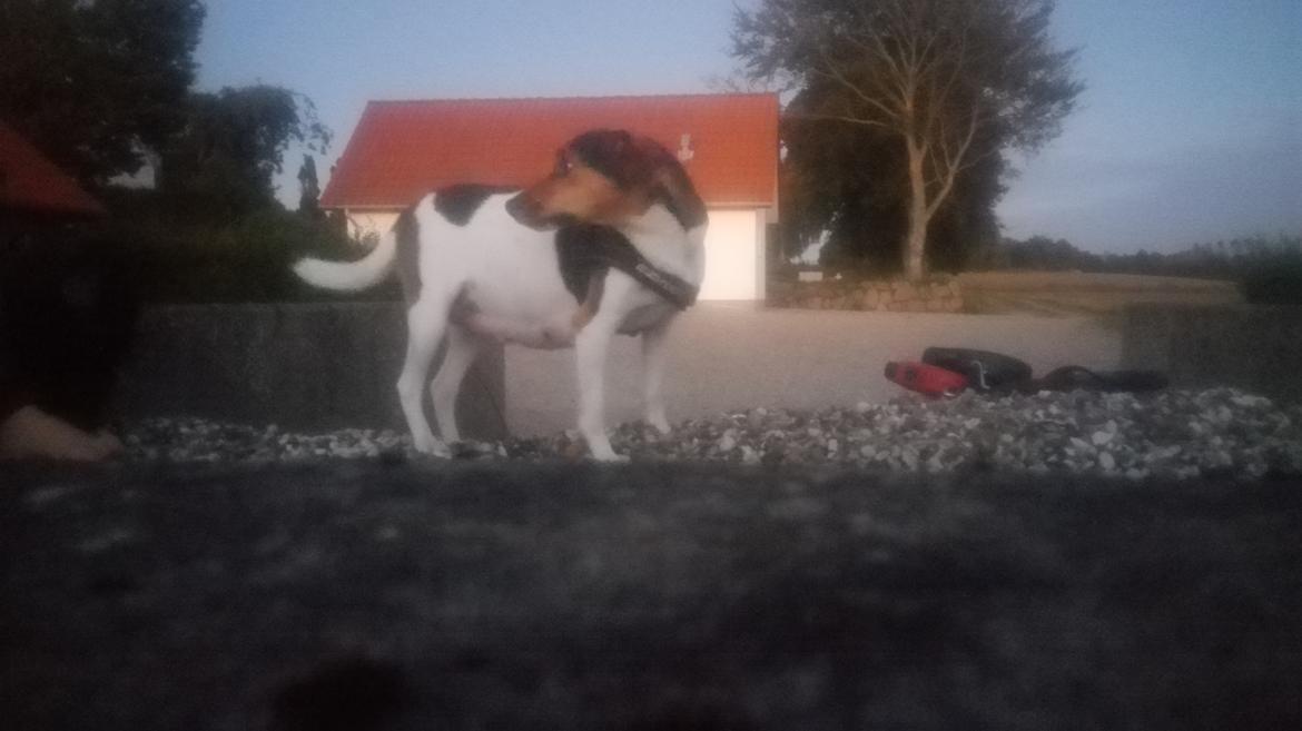 Dansk svensk gaardhund Coco billede 24