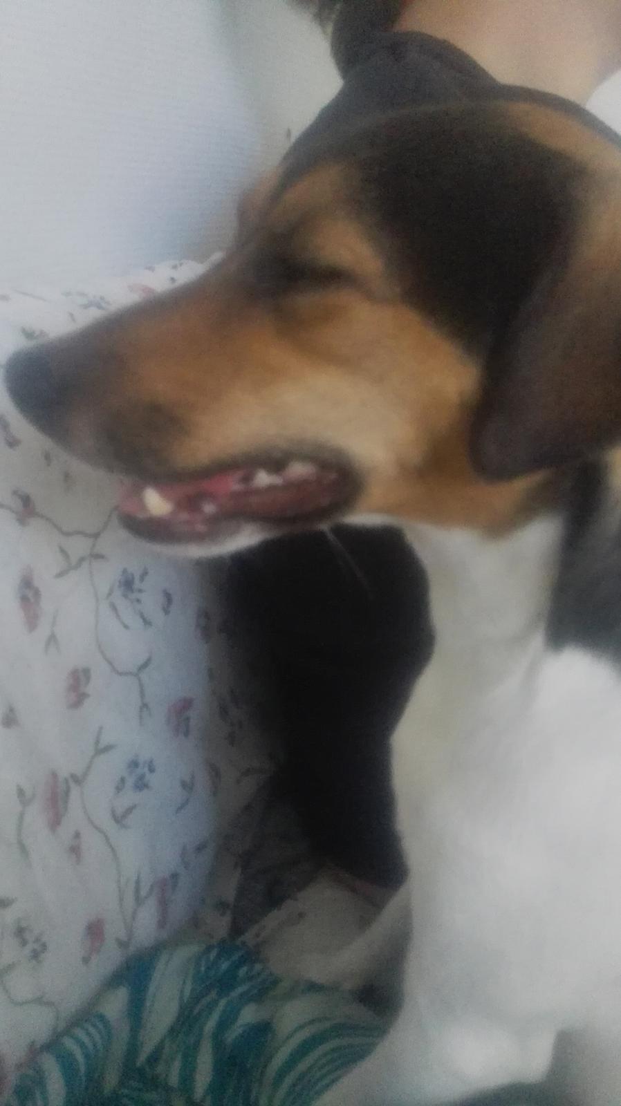 Dansk svensk gaardhund Coco billede 25