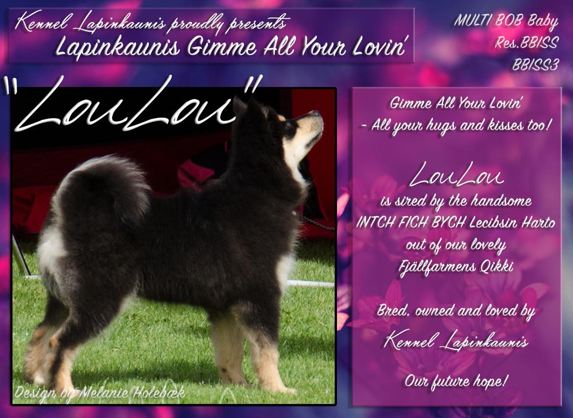 Finsk lapphund DKCH HRCH Lapinkaunis Gimme All Your Lovin' billede 14