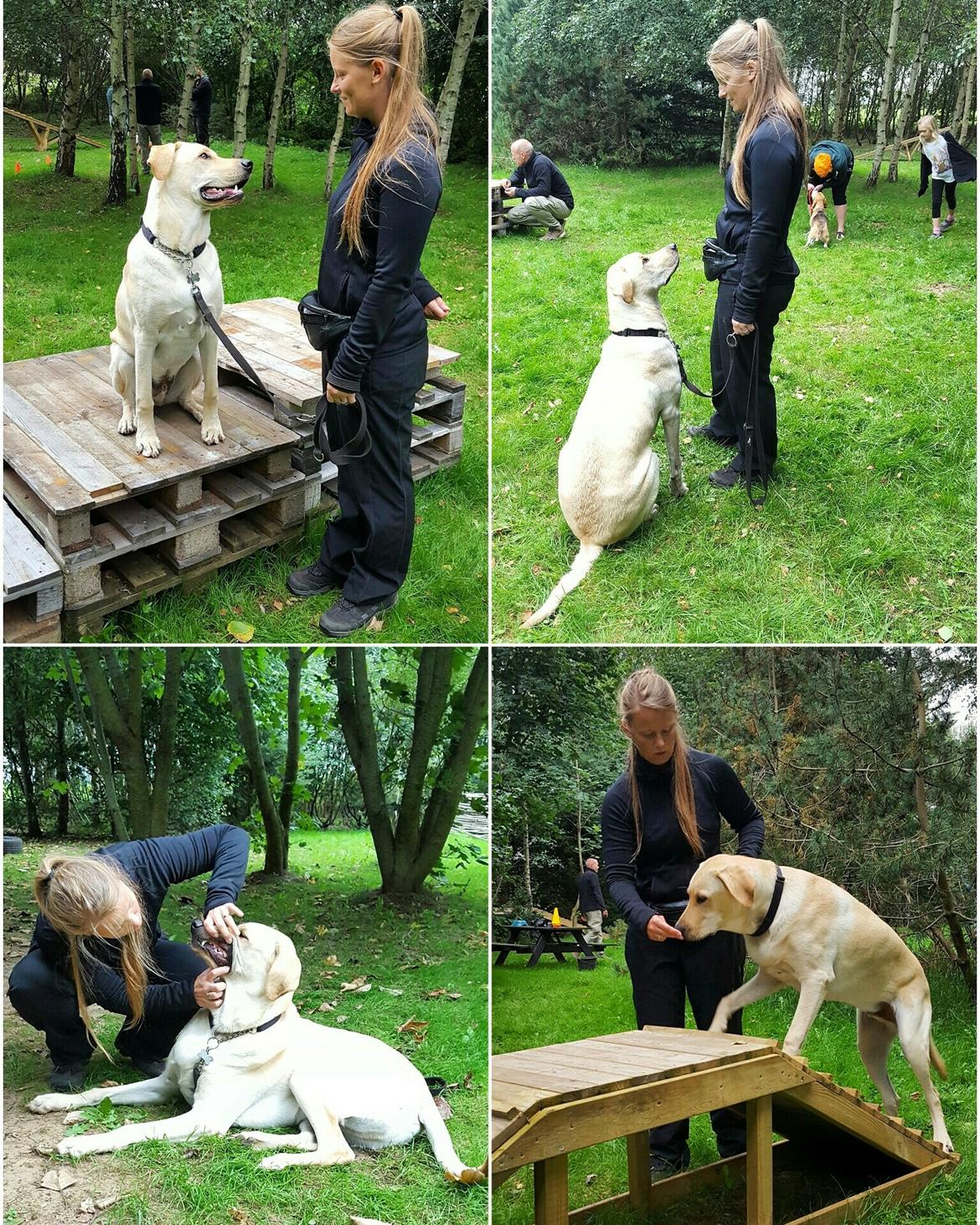 Blanding af racer Elvis *R.I.P* - Træning ved Den Pædagogiske Hund 6/9-16 billede 37
