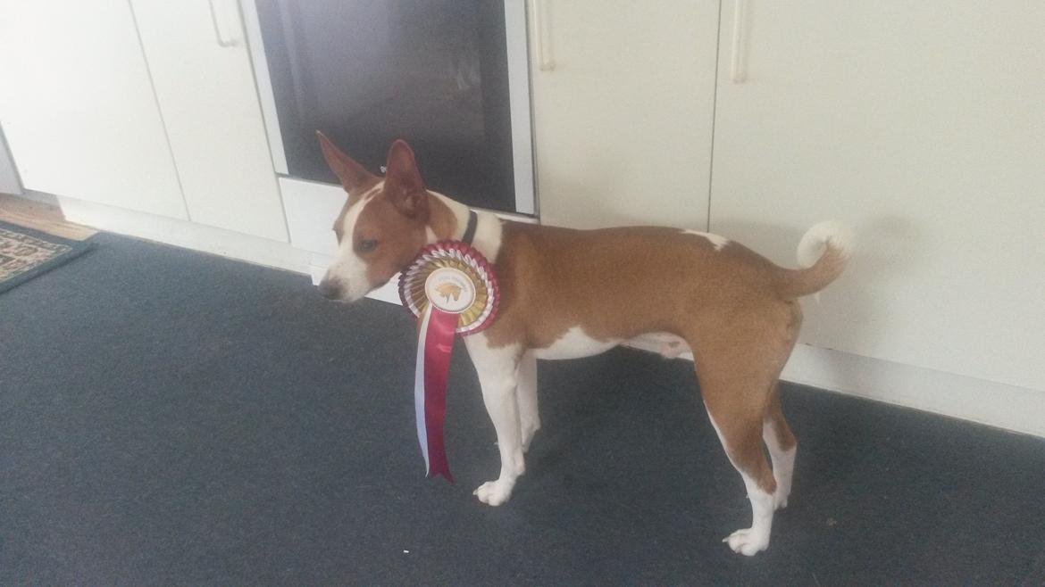 Rat Terrier Solgaards Buddy - Buddy bedømt på store hestedag 2016 han fik utrolig flot udtalelse og exelent og var virkelig et oplagt til et CK dommeren var helt vild med ham billede 31