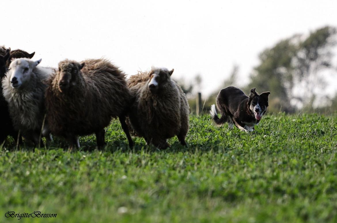 Border collie Skjernå Bordercollie Jill billede 17