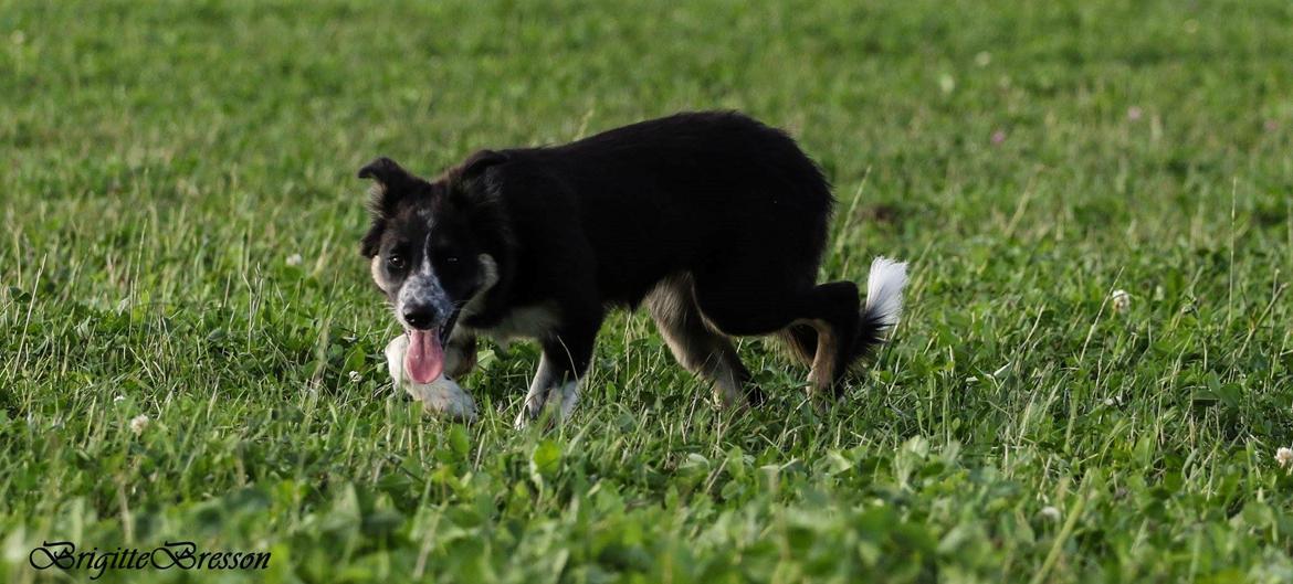 Border collie Skjernå Bordercollie Jill billede 18
