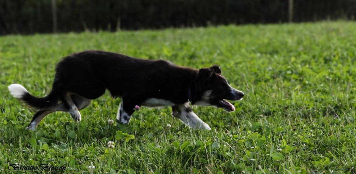 Border collie Skjernå Bordercollie Jill billede 19