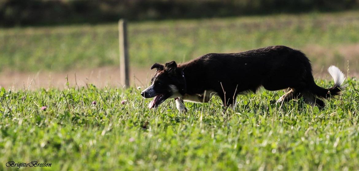 Border collie Skjernå Bordercollie Jill billede 20