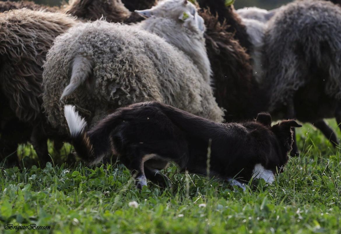 Border collie Skjernå Bordercollie Jill billede 21