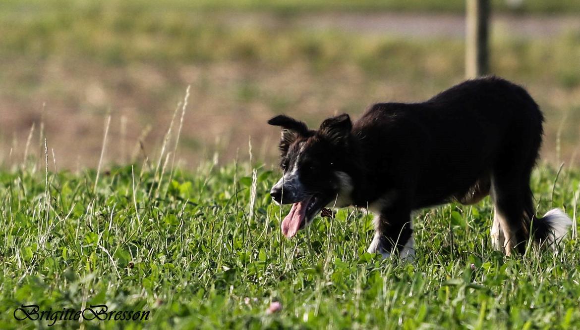 Border collie Skjernå Bordercollie Jill billede 22