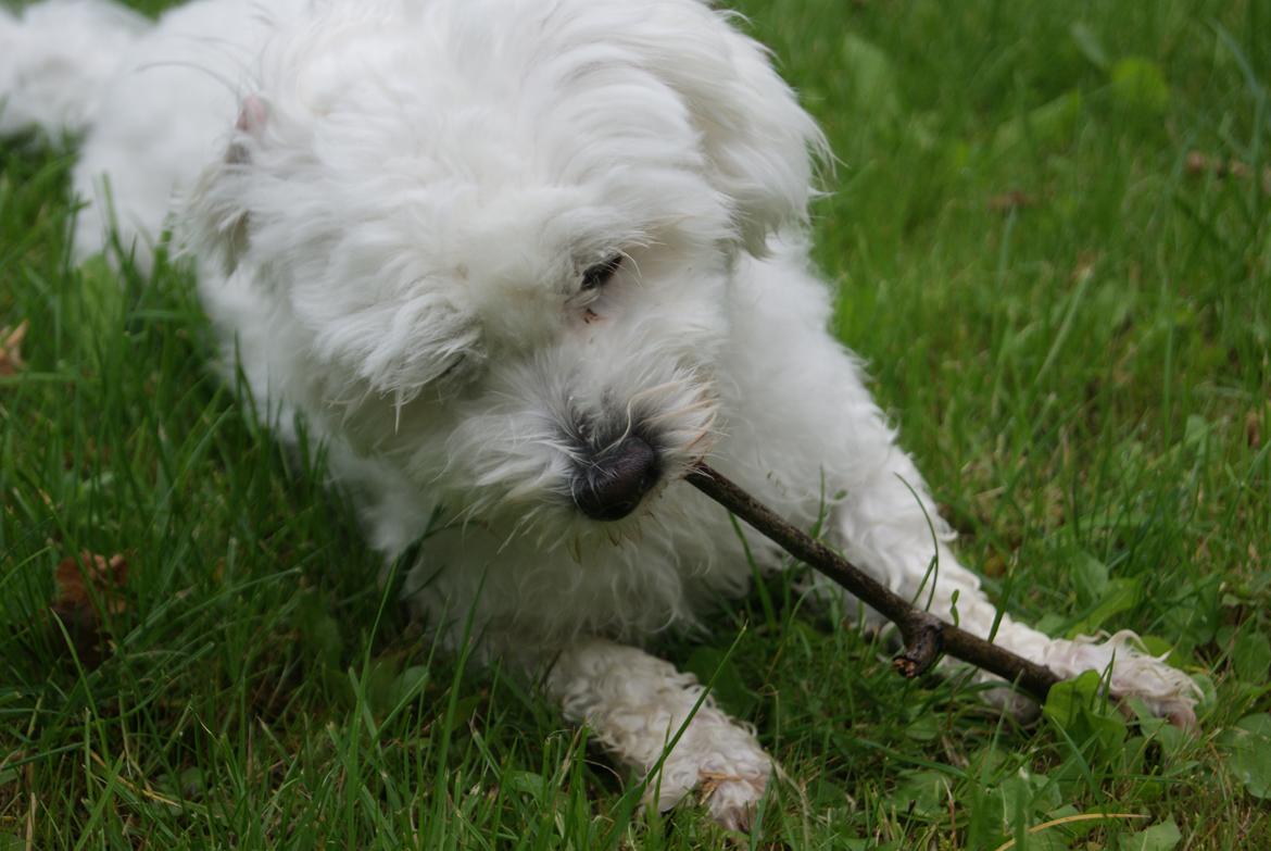 Coton de tulear Mille billede 3